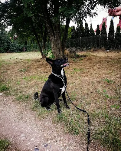 DogCrew - Szkolenie Psów